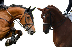 Zowel spring- als dressuurpaarden kunnen spierverzuring hebben