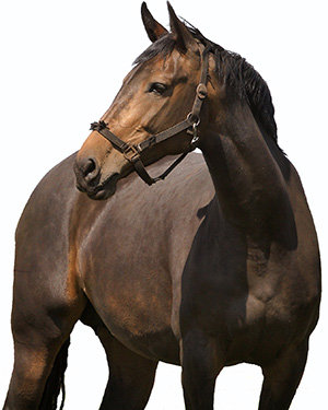 Een voeradvies op maat voor jouw paard