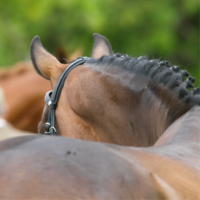 Help spierspanning bij je paard te verminderen of voorkomen Help spierspanning bij je paard te verminderen of voorkomen