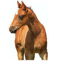 Sterk en gezond veulen Sterk en gezond veulen
