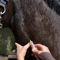 Bloedonderzoek bij je paard Bloedonderzoek bij je paard