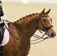 Stress bij je paard Stress bij je paard