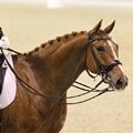 Tips voor het ontspannen van je paard Tips voor het ontspannen van je paard