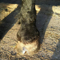 Biotine voor paarden Biotine voor paarden