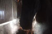 Hoe voer je een paard met boxrust? Hoe voer je een paard met boxrust?